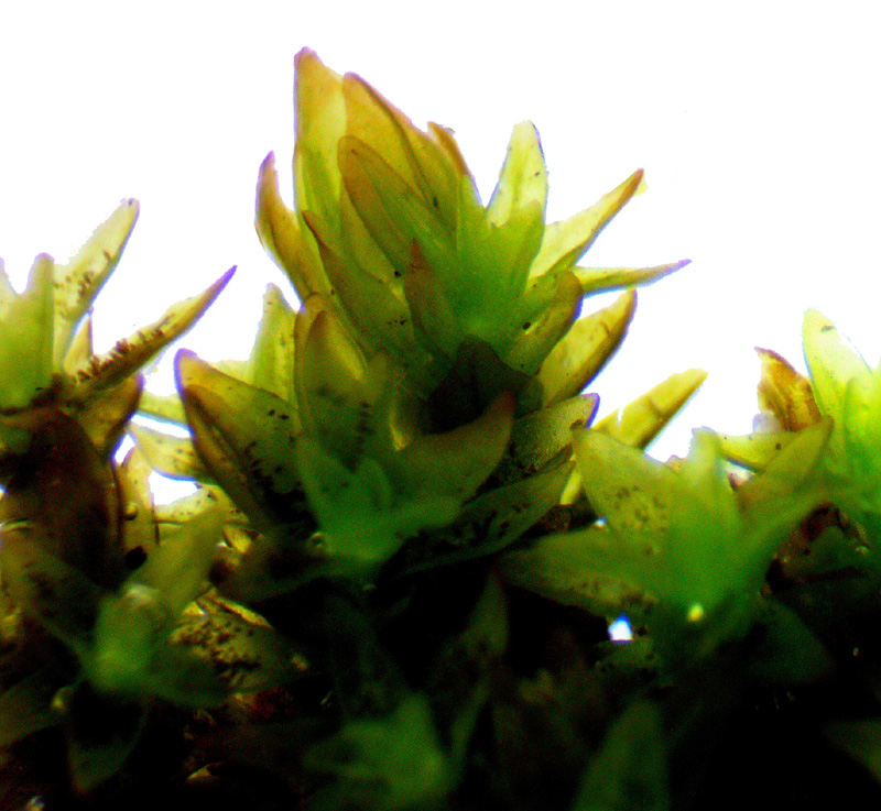 Nyholmiella obtusifolia